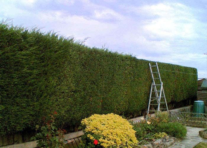 Tall, neatly trimmed hedge