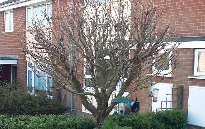 Tree pruned back in a front garden
